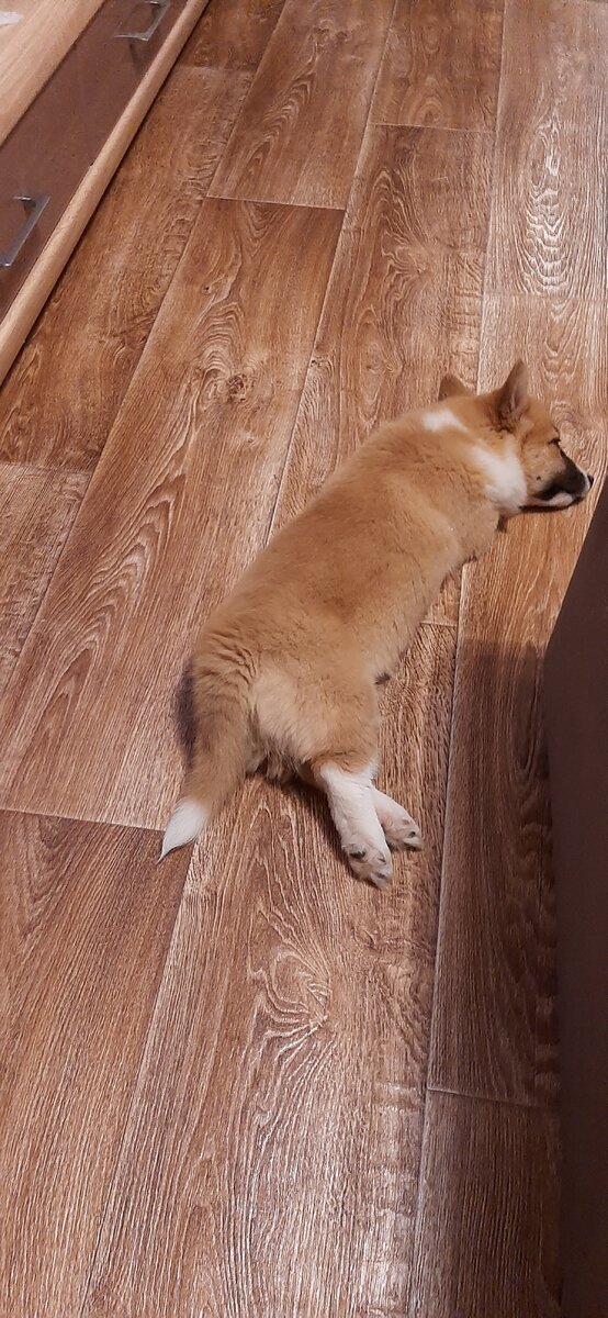 Устал, однако, полежу немного! Фото автора