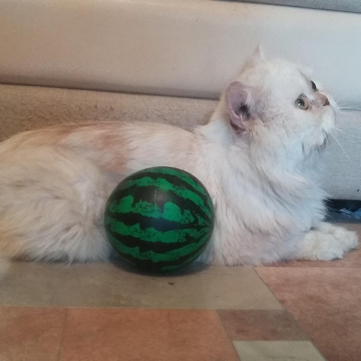 О том, как я напророчила кота)))Это Салливаша)))