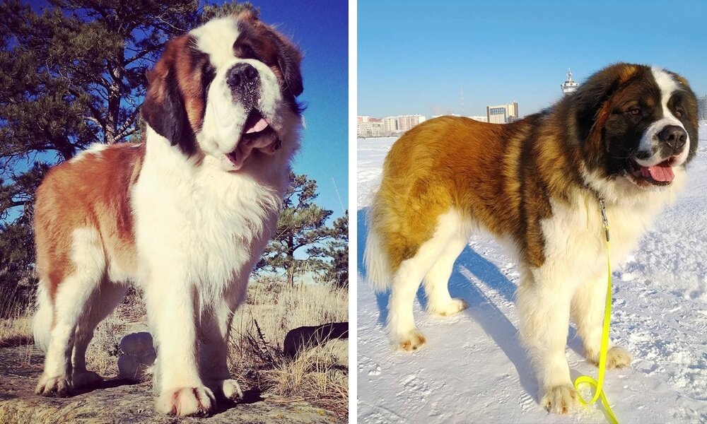 Слева - сенбернар, справа - московская сторожевая