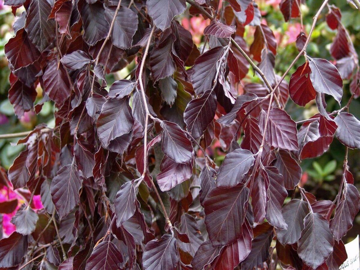 Бук лесной Перпл Фонтейн (Fagus sylvatica Purple Fountain) www.oazis-market.ru