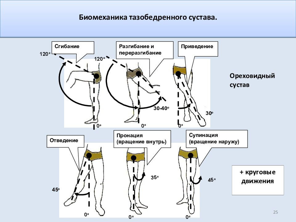 Строение суставов | Центр силовой кинезитерапии в Перми