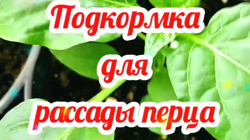 Добавь перчика доброта 72. Добавь перчика доброта 72