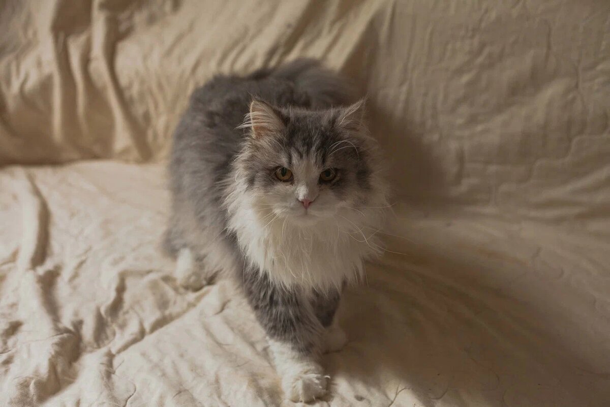 Тотошка на фотосессии