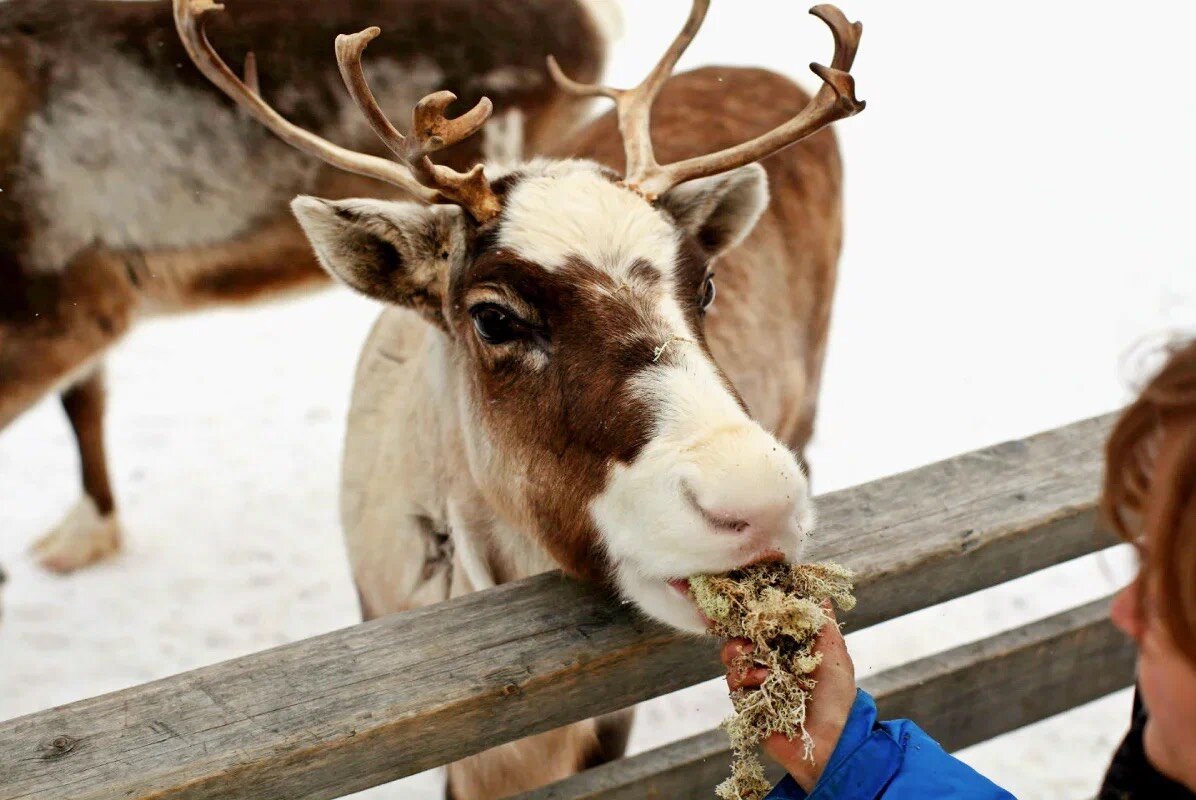 Саамская деревня