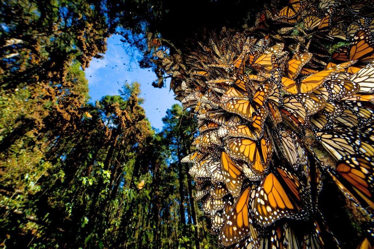 Скопления бабочек Монарх на стволах сосен. Источник: Яндекс.Картинки