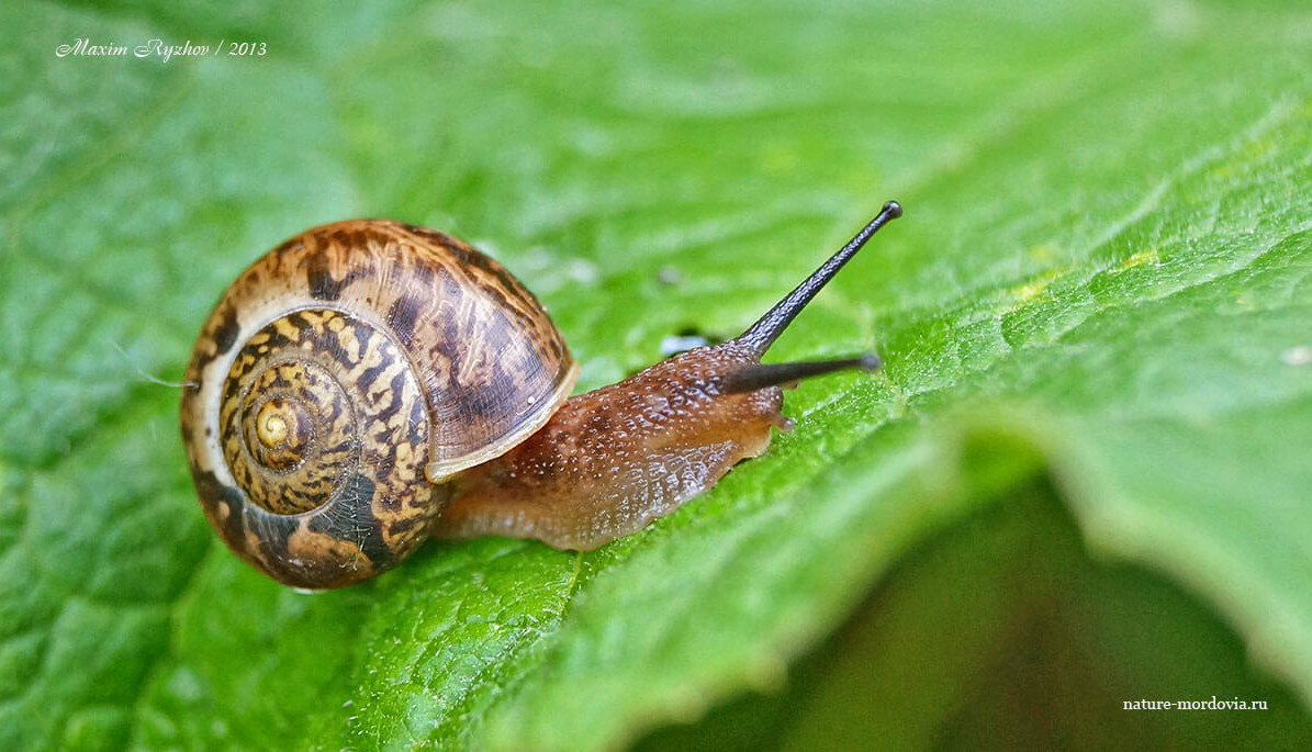 Ахатина Иммакулята (Achatina immaculata) 5 см