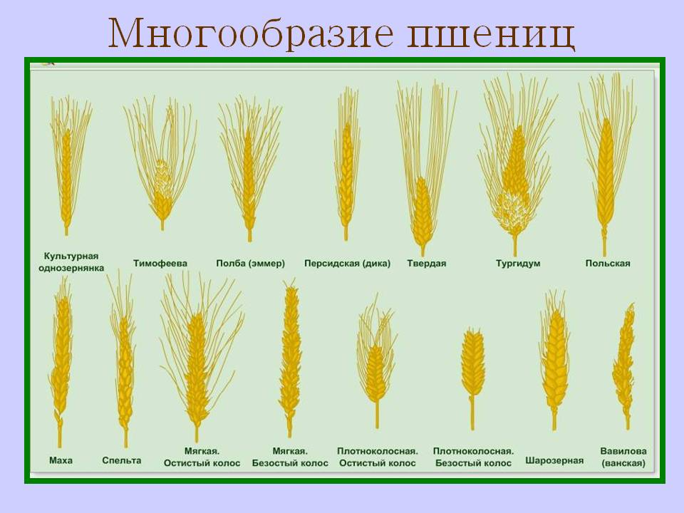 Панкреатит - симптомы и лечение