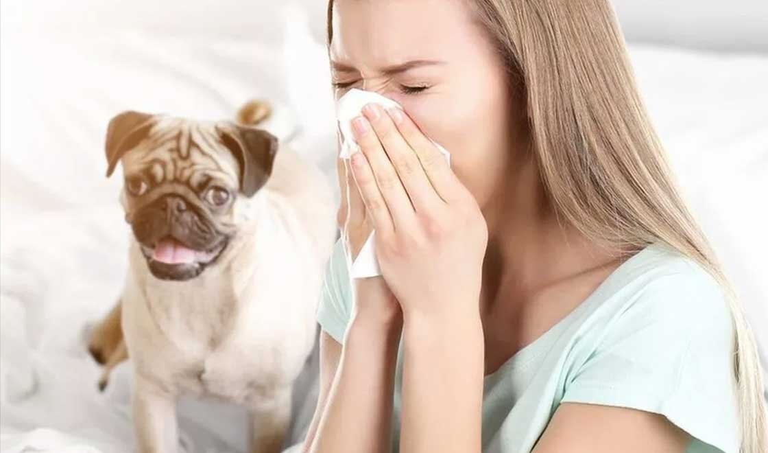 собаки и аллергия