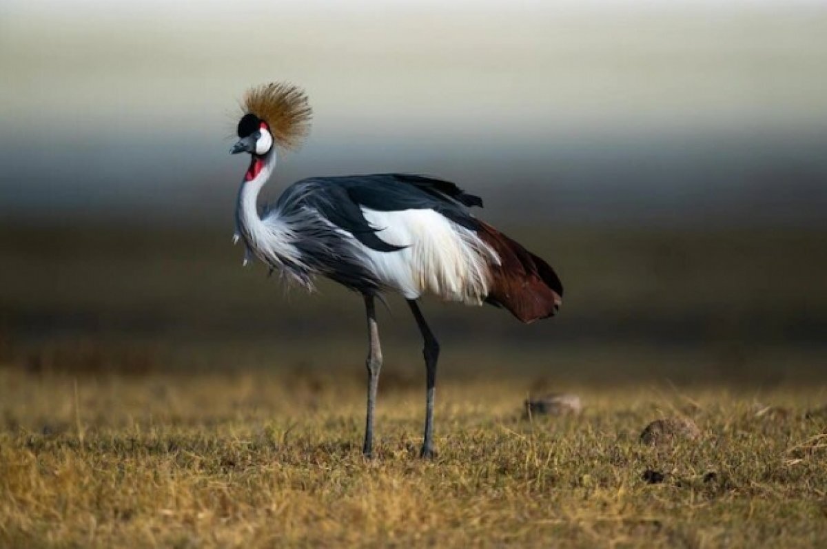    Два венценосных журавля из Новосибирска обрели дом в казанском зоопарке