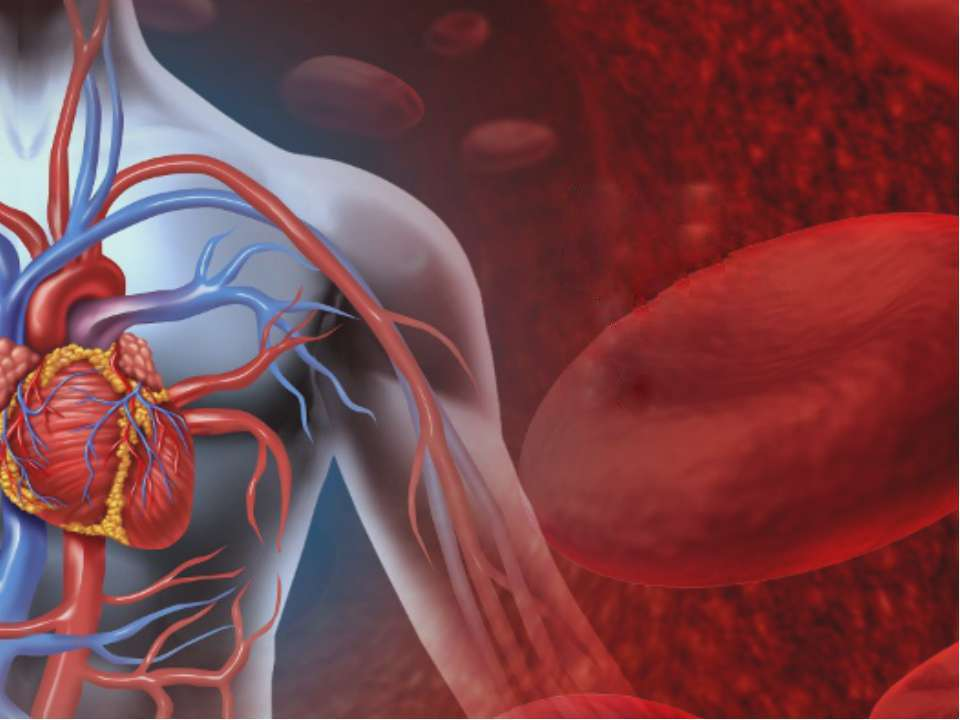 Сердечно сосудистая система человека. Сердечно сосудистая система кровеносные сосуды. Кровеносная система человека с сосудами и сердцем. Сирдечнососудистая система. Сердечнососудистая системм.