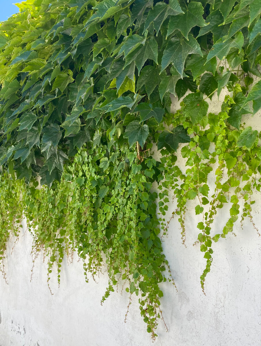Девичий виноград триостренный на заборе частного дома