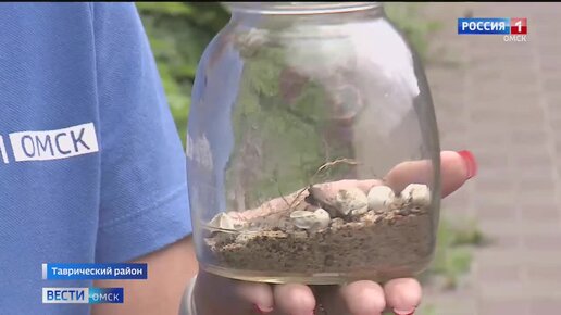 Омские дачники во время посадок в огороде обнаружили яйца ящерицы
