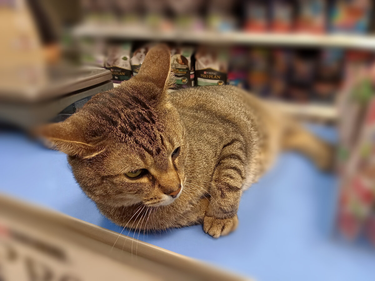 Санса - украшение Фонарного переулка. Фото автора