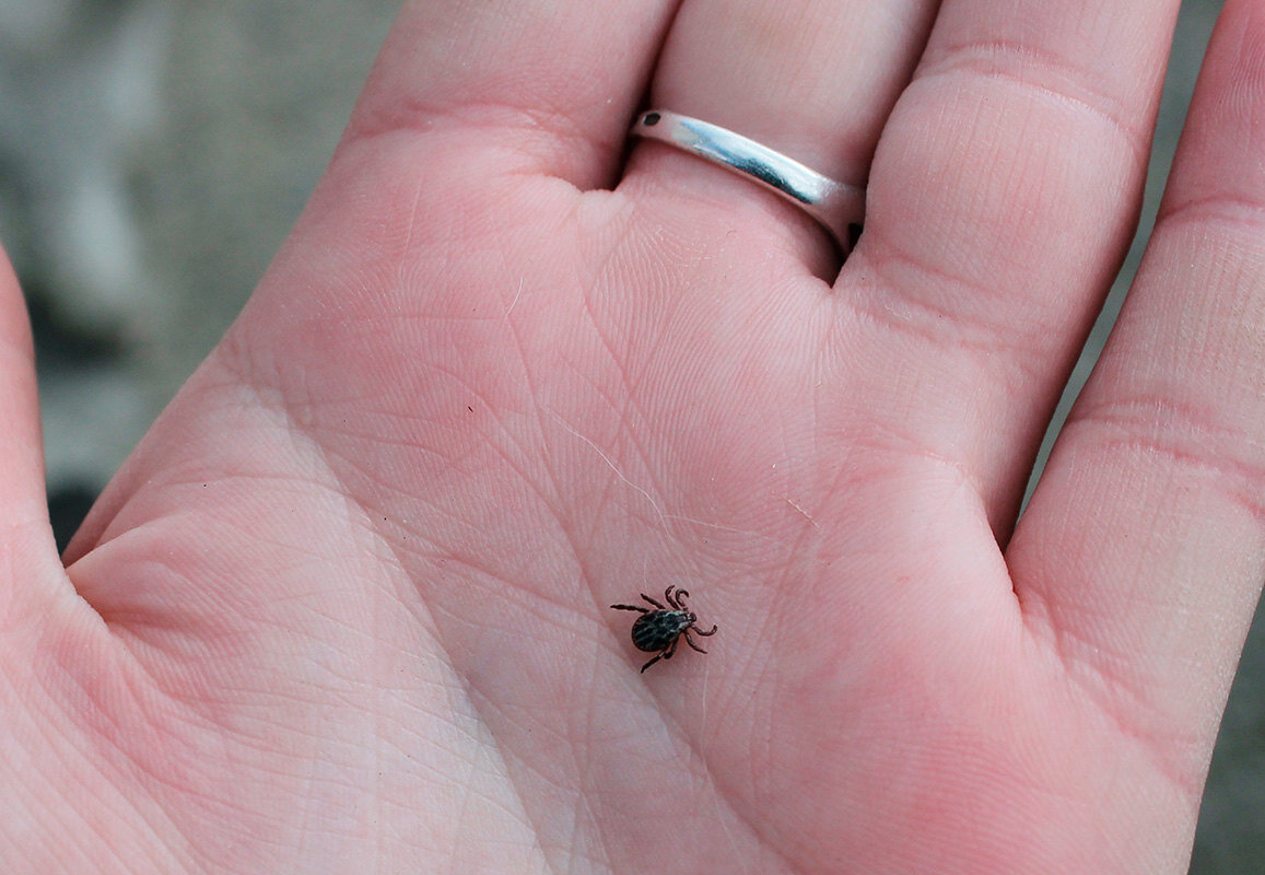     Как правильно вытащить клеща: инструкция