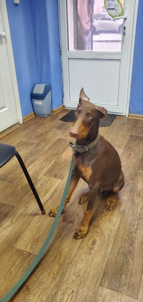 На фото пациент ветеринарной клиники Зоомагия — Доберманчик Д’Аркейн с ринитом, возраст 4 месяца