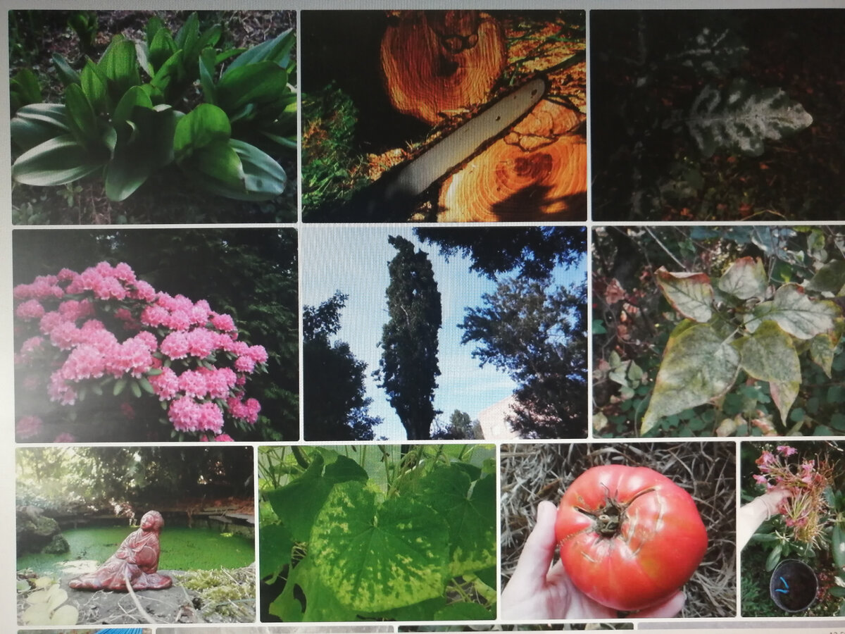 Именно эти фото - самые часто покупаемые фото из моего портфолио. На этом фрагменте 6 фото сделаны на даче