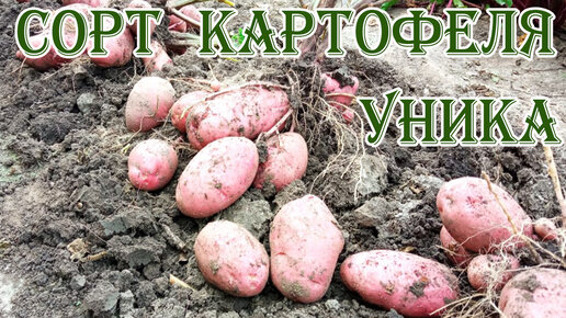 Сорт картофеля Уника