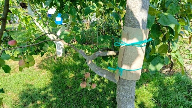 зачем обвязывать стволы яблонь