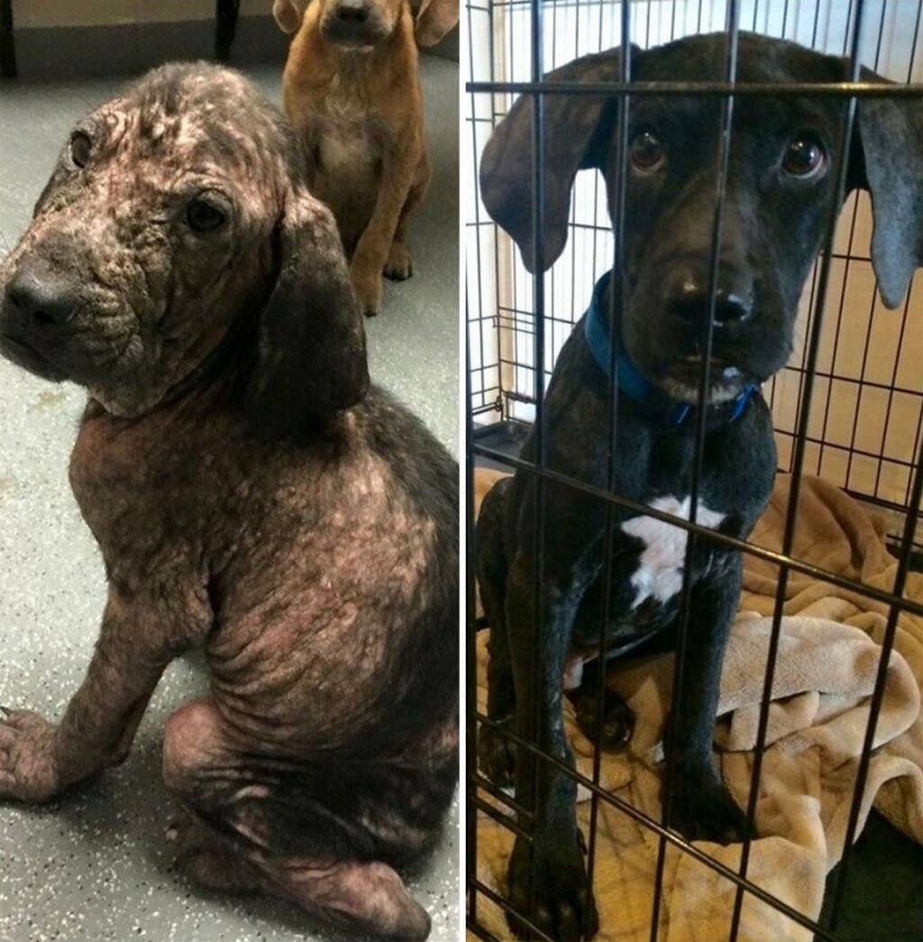 Подобрала собаку что делать. Бездомные животные до и после. Животные до и после приюта. Собаки из приюта до и после.