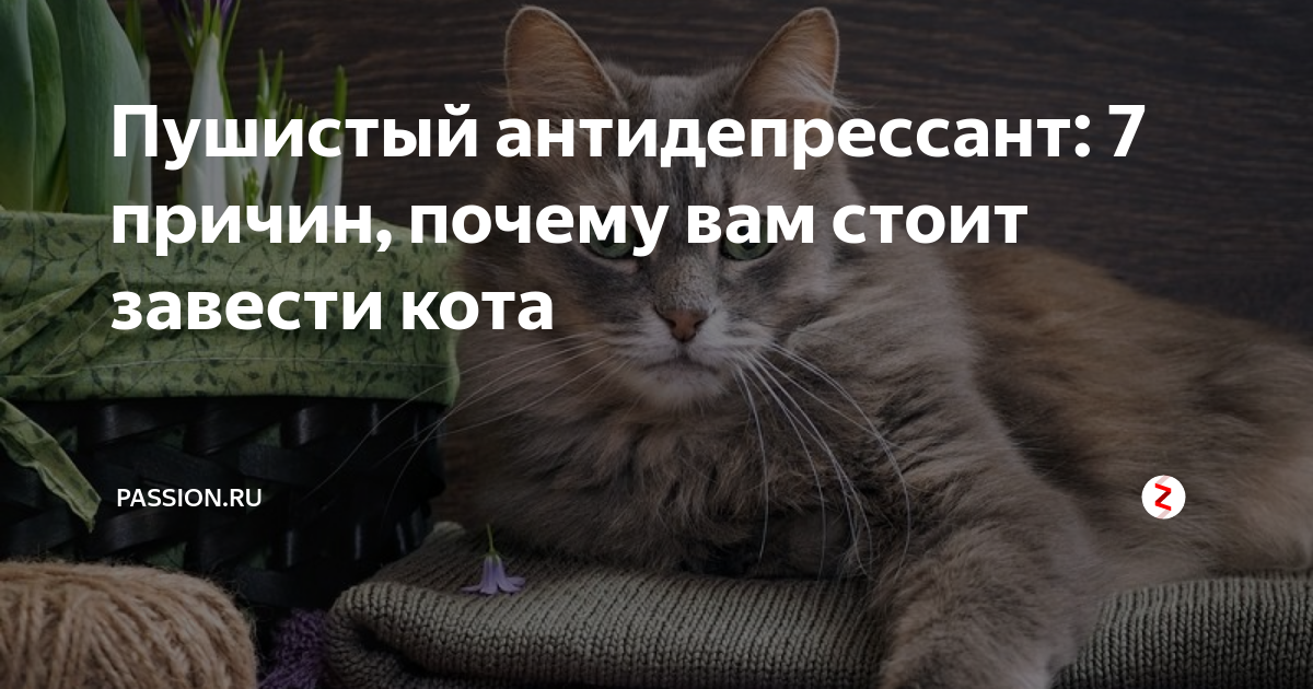 Котик антидепрессант. Пушистые антидепрессанты. Коты антидепрессанты картинки. Коты лучшие антидепрессанты.