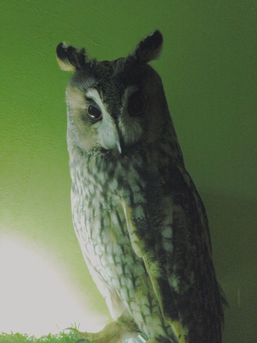 Сейчас в «Совином доме» живет пять птиц: бородатая неясыть Мирцелла, серые неясыти Буля и Форрест, сипуха Александр Македонский и ушастая сова Морти. У каждого обитателя свой неповторимый характер и темперамент. Мирцелла, например, самая забавная и молодая сова – она появилась здесь позже всех. В «иерархии» сов решающую роль играют не габариты, а возраст, поэтому, несмотря на внушительные размеры, Мира опасается своих более мелких собратьев и пригибается, когда кто-то из них пролетает по комнате. Зато людей она не боится вовсе: ее можно гладить (и даже аккуратно потрогать за лапки), посадить на плечо или просто находиться рядом – она будет вас внимательно разглядывать и не улетит. Буля и Форрест постоянно держатся вместе и опекают друг друга, а вот Морти, напротив, по натуре – созерцатель и предпочитает одиночество. 
