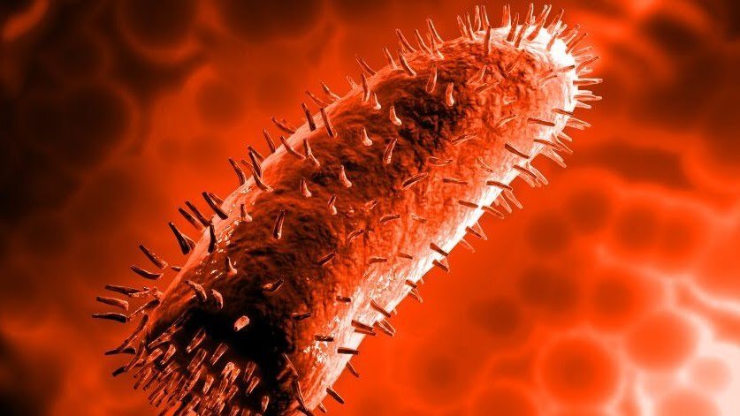  Вирусы – составляющая часть жизни человека. Организм борется с ними, становясь сильным.
