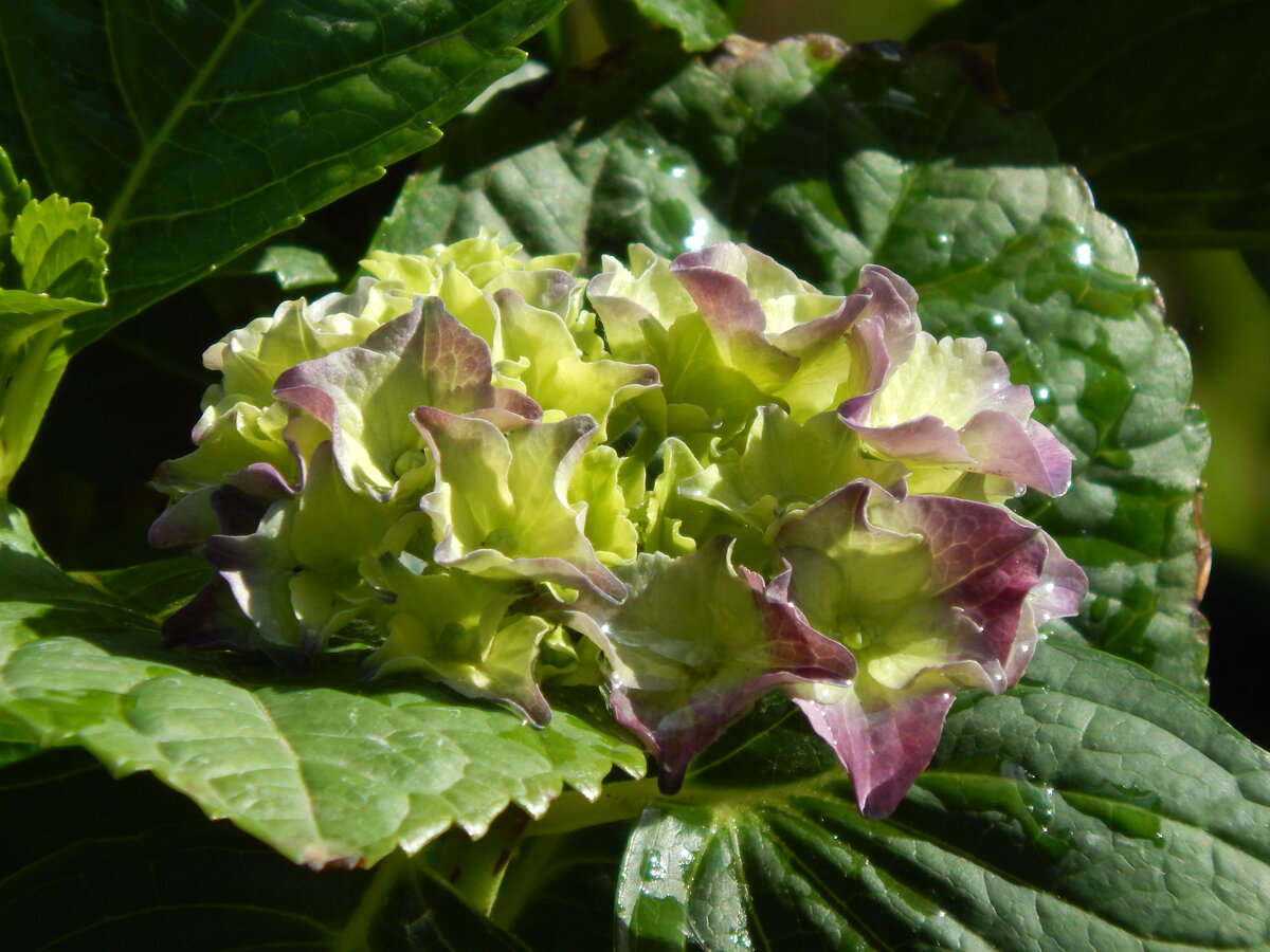 Распускающееся соцветие