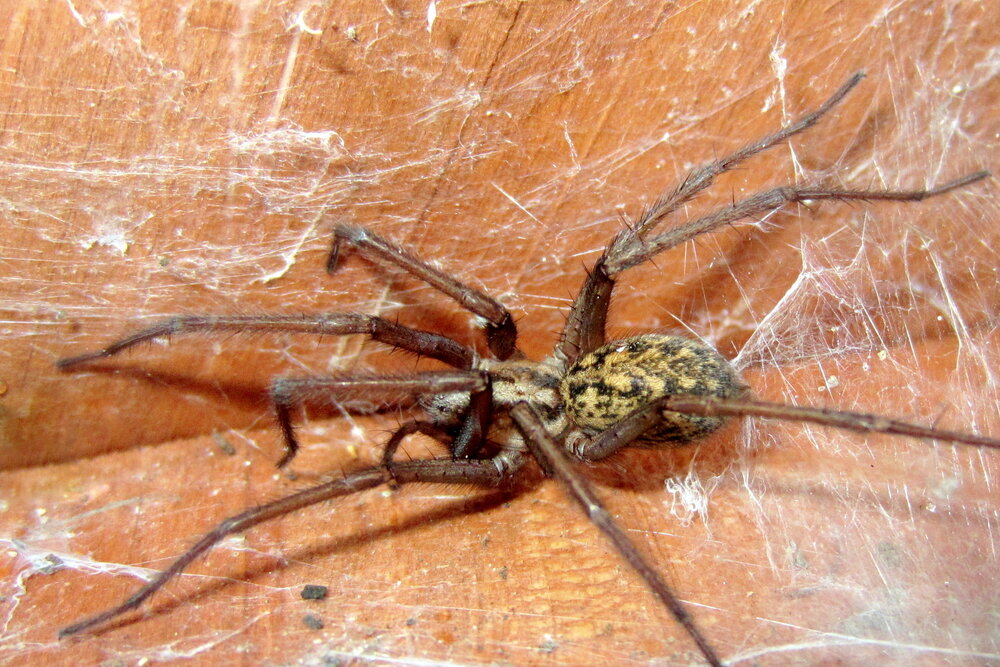 Опасного паукообразного. Домовой паук Tegenaria Agrestis. Домовый паук Tegenaria domestica. Бродячий паук в России.