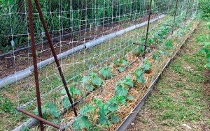 Осенью нужно выкопать углубление для создания огуречной грядки в траншее. Она должна быть в ширину полтора метра, а в длину – три метра. Дно ямы можно застелить ветками. Затем сделайте простые ящики, чтобы сохранить форму грядки. Далее чередуйте слои травы, листьев, навоза и кухонных отходов. Верхним слоем будет плодородная почва.