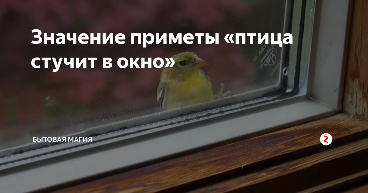 Птица стучится в окно. Птица стучит в окно примета. Птица стучится в окно примета. К чему птичка стучит в окно.