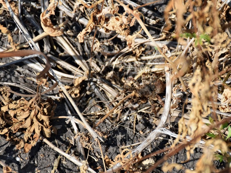 Вот такой рыжий красавец — тарантул встретился в полях.
