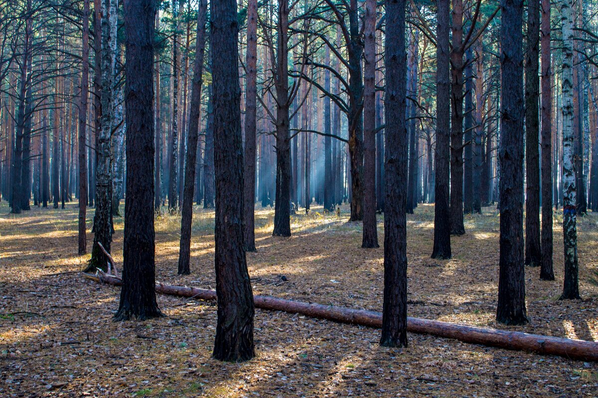 Осенний лес
