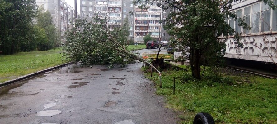 Во дворе дома №6 по Карельскому проспекту г.Петрозаводска упало дерево