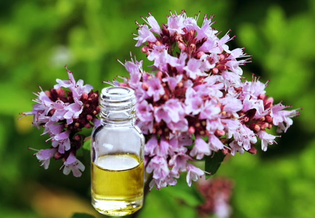 Эфирное масло душицы