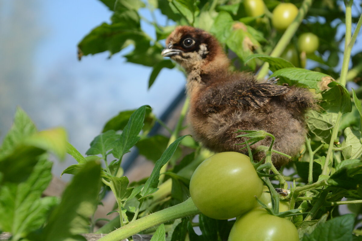 Фото: Ивович Екатерина, "Китаянка на помидоре"