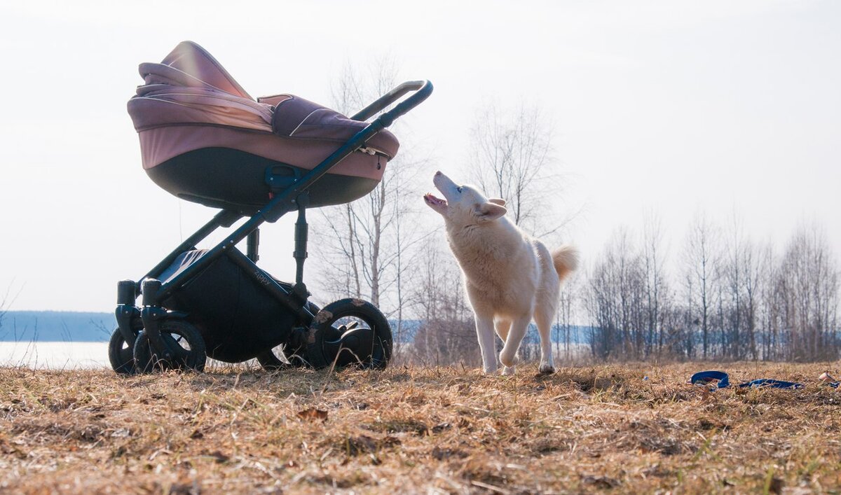 Берта очень интересуется коляской. Мои собаки всегда очень нежно относятся к детям, потому что за это - их ВСЕГДА хвалят