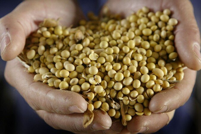 Польза и вред продуктов, содержащих ГМО