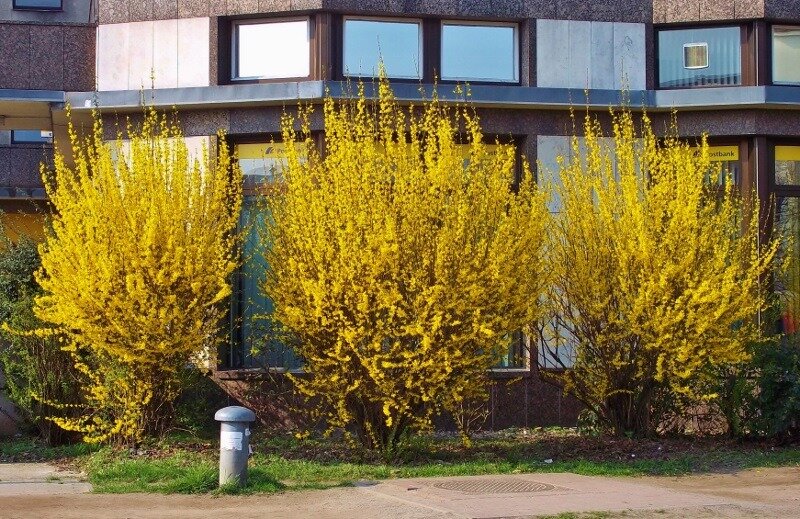 Это растение стало для меня одним из символов Германии: Goldglöckhen  