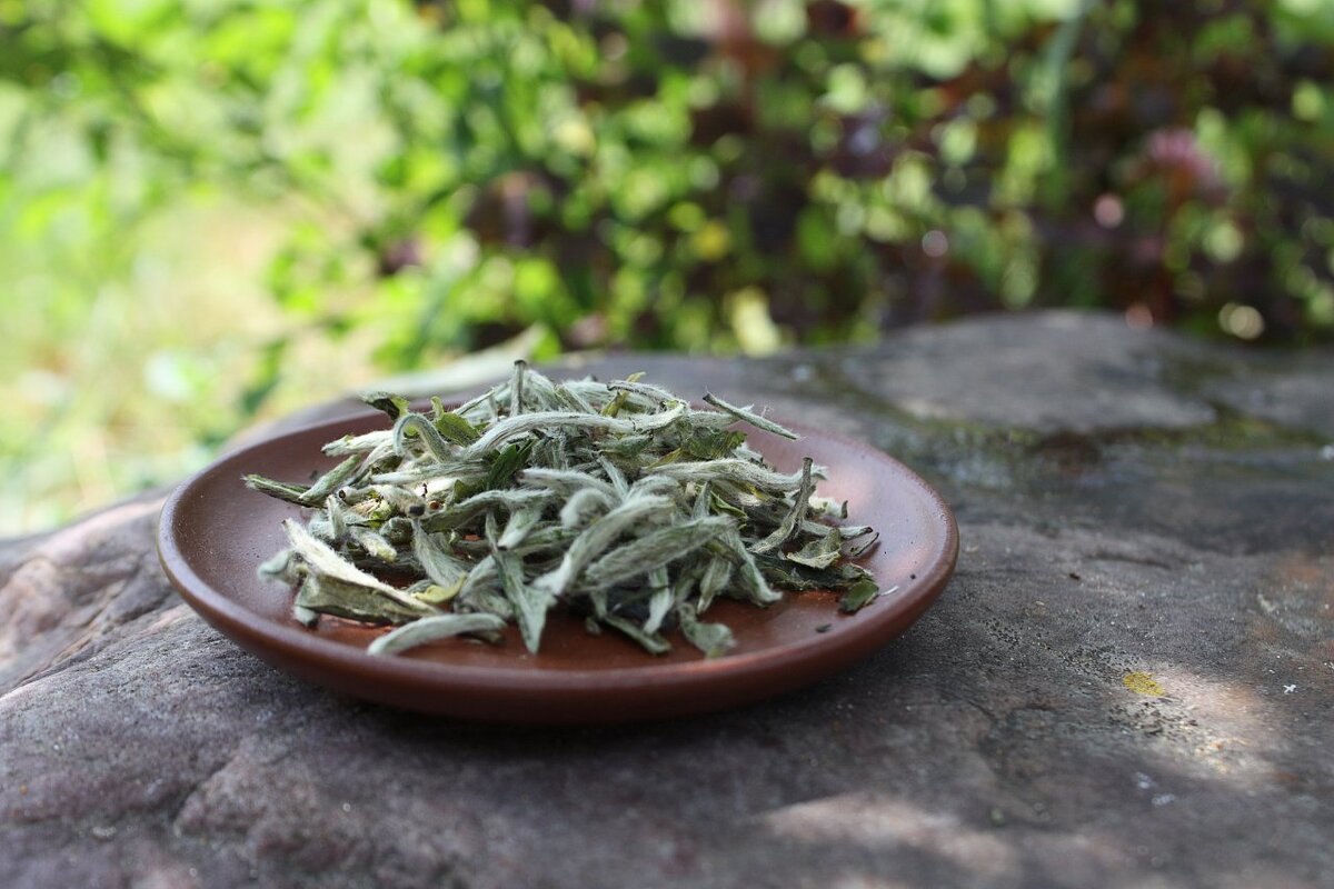 Фото с сайта tea-terra.ru