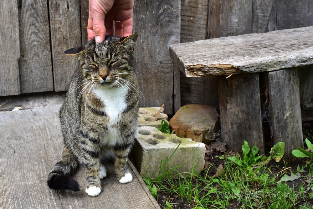 Дворовая кошка. Дворовые коты. Дворовый котенок. Дворовые полосатые кошки. Красивый дворовый кот.