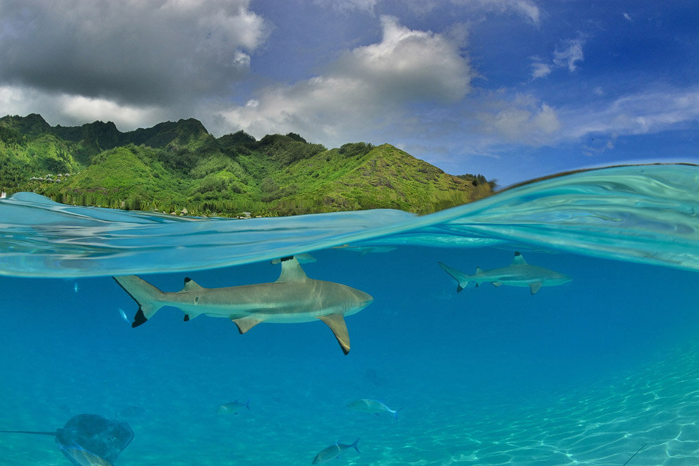 Moorea французская Полинезия