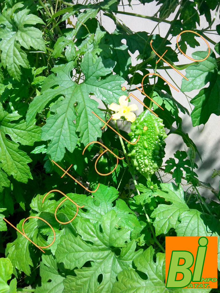 Цветение момордики и созревание плодов