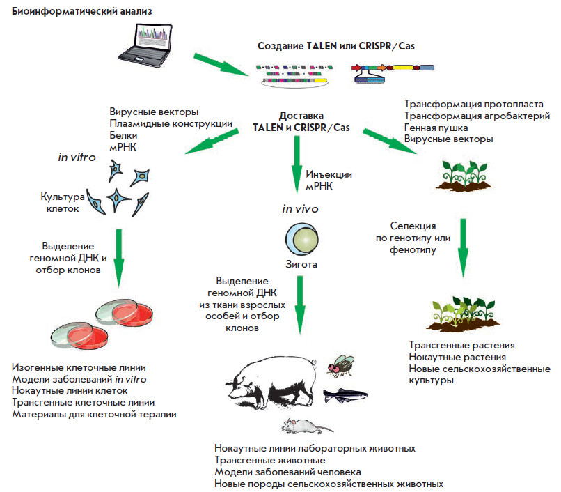 Инженерия схема. Схема получения трансгенного растения. Получение трансгенных растений. Этапы получения трансгенных растений. Методы получения трансгенных растений и животных.