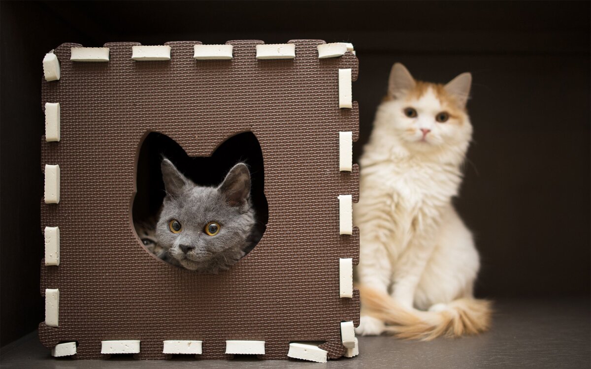60фото: бесподобных домиков для кошек своими руками