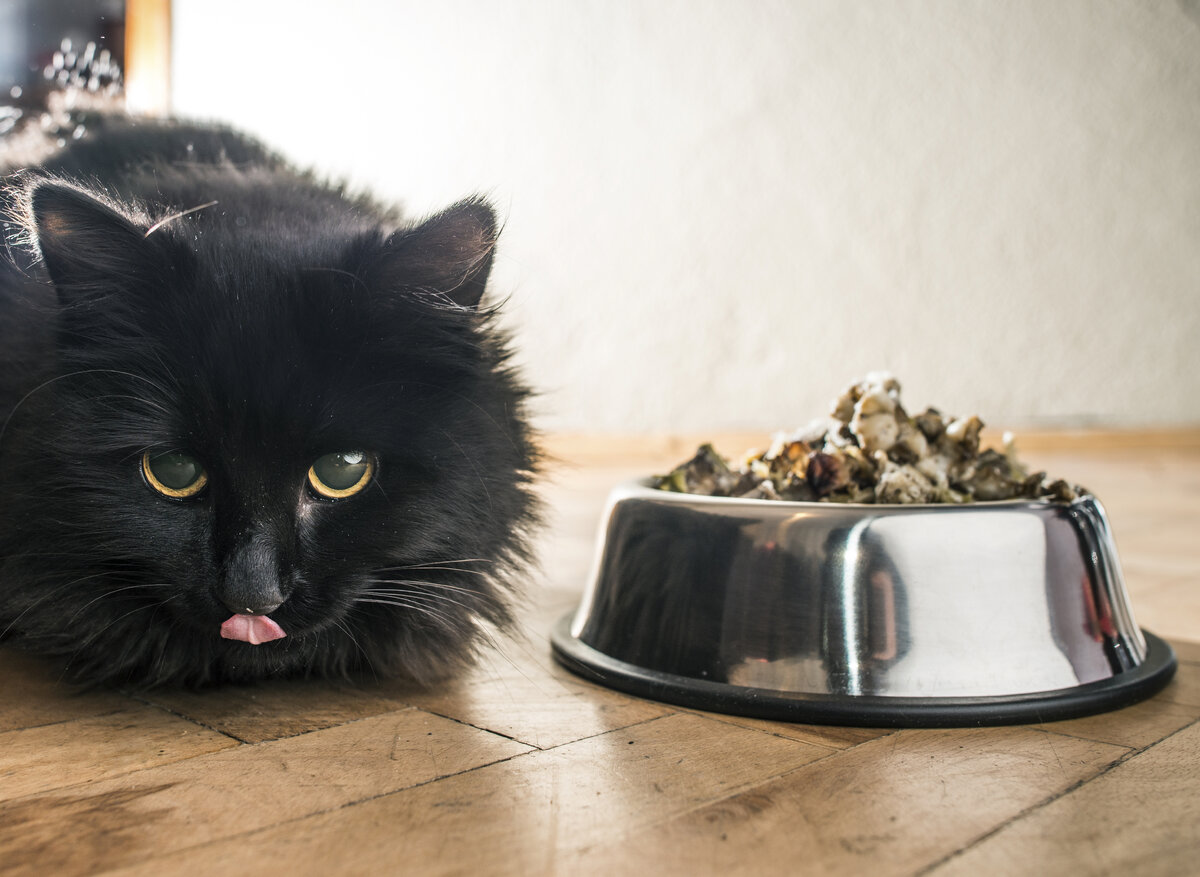 Фото с сайта https://eastvalleyanimal.com