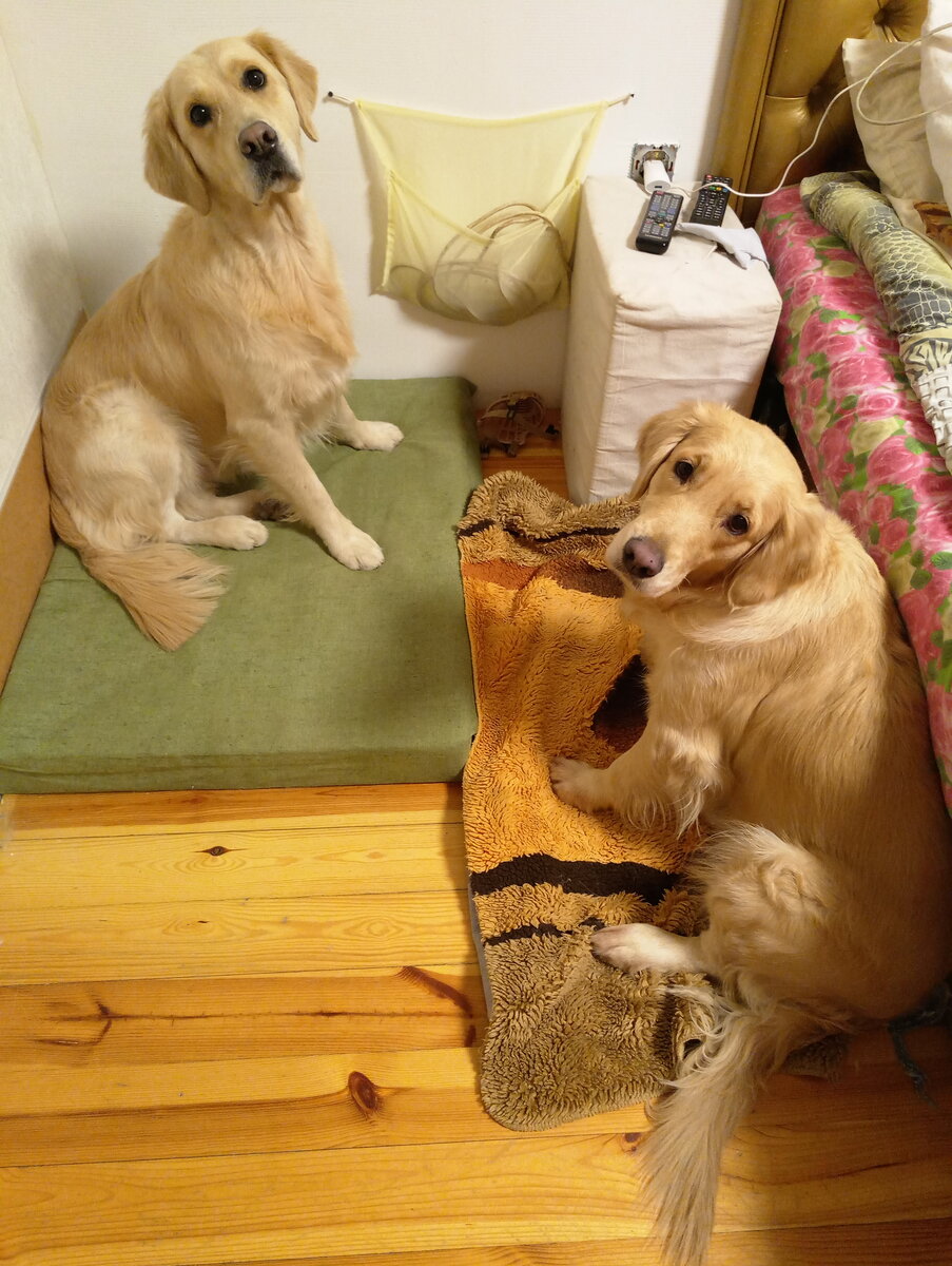 Куба и Лайма готовятся спать