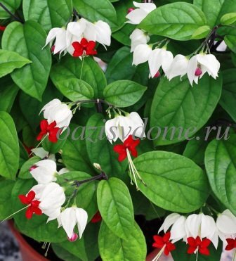 Клеродендрум Шмидта, Цепи славы, Clerodendrum schmidtii.