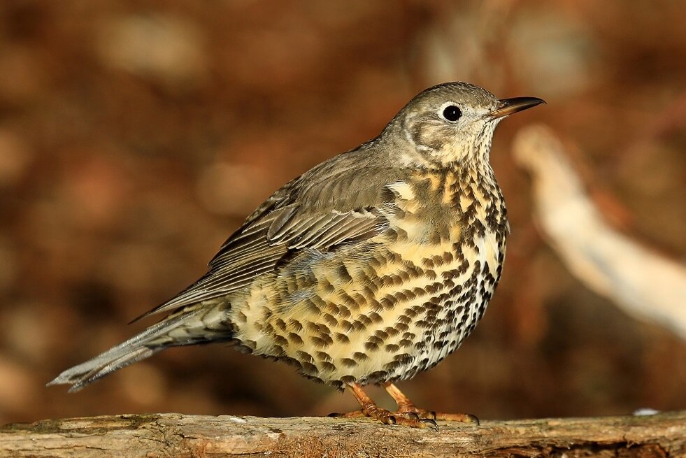 Деряба. Фото А. Лотов