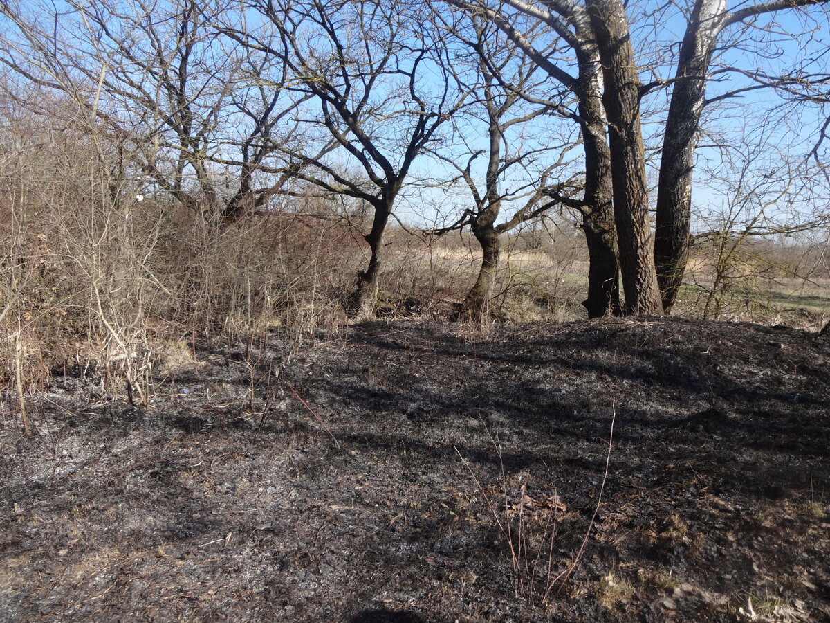 8.03.2016 поджоги сухой травы у реки Куры 