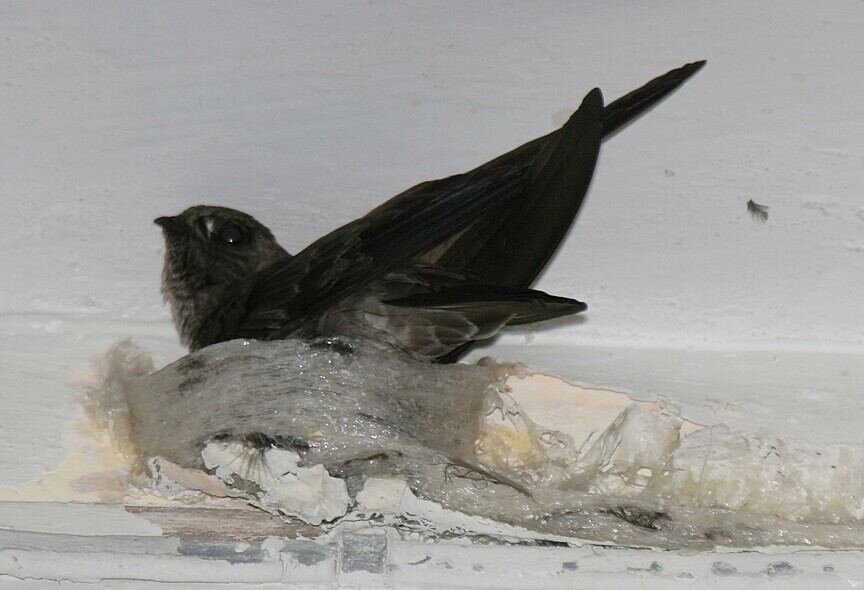 Серый саланган